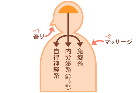 図＝アロマテラピーの作用は鼻と皮膚から
